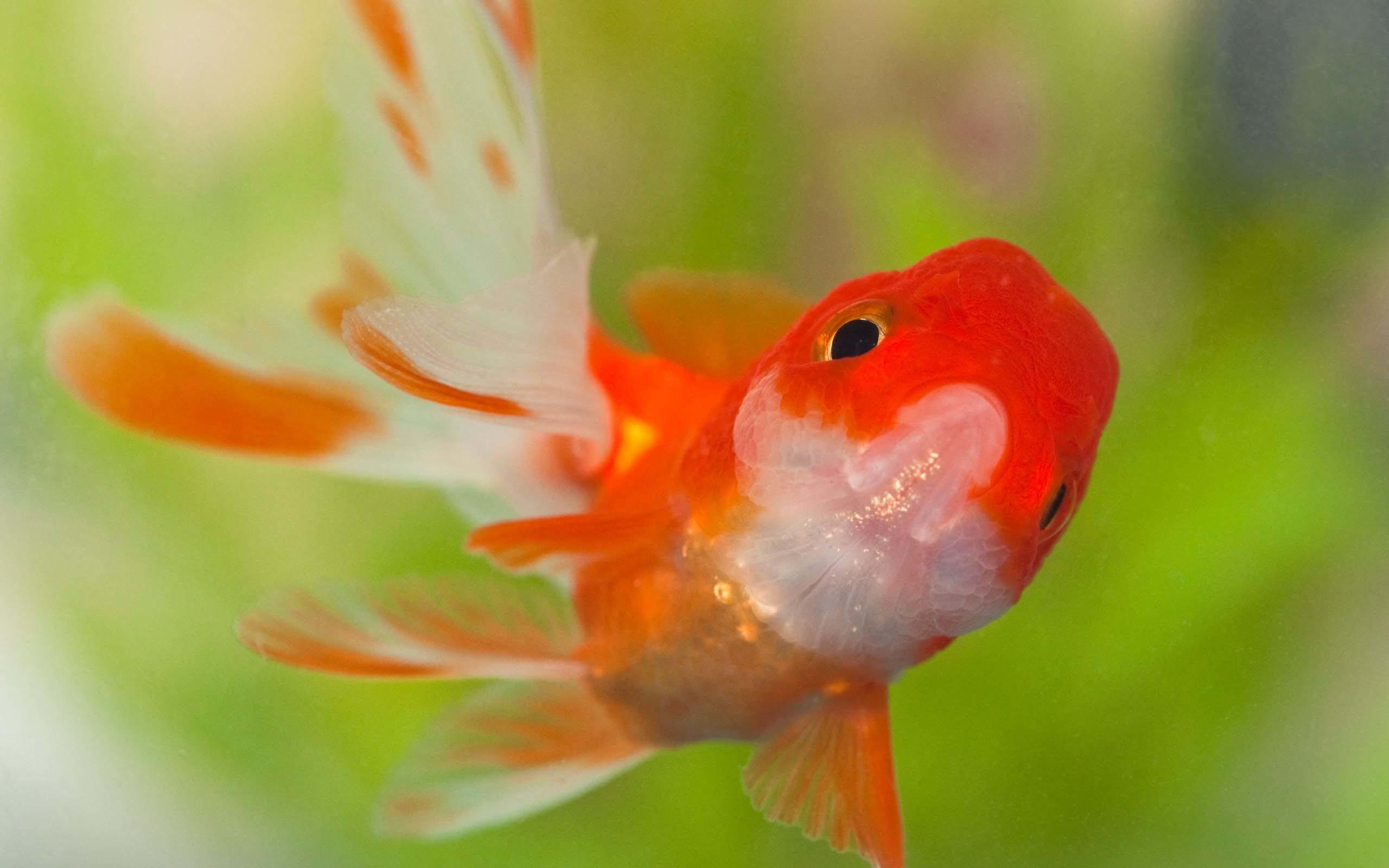 58+ Gold Fish Wallpapers