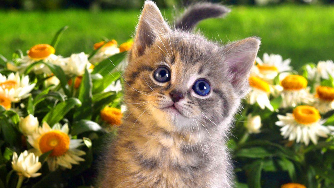 Free Cat Wallpapers Widescreen « Long Wallpapers