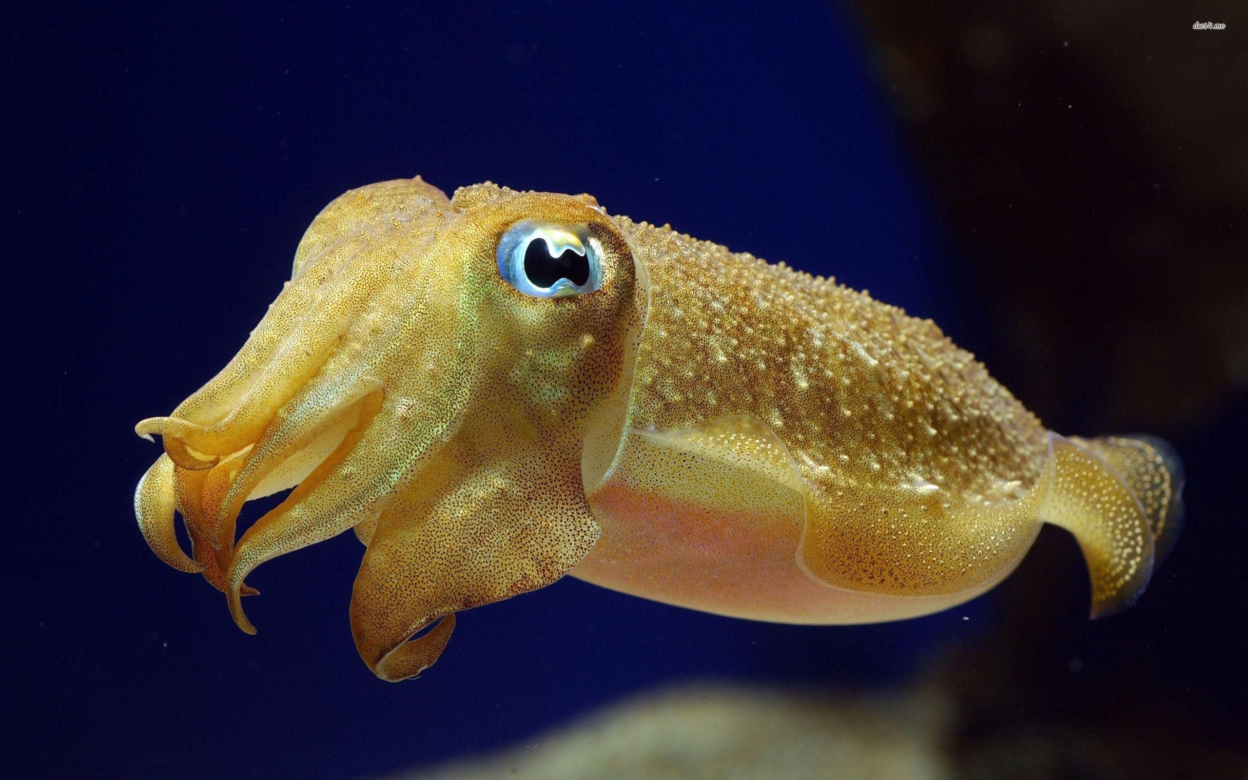 9 Cuttlefish Wallpapers