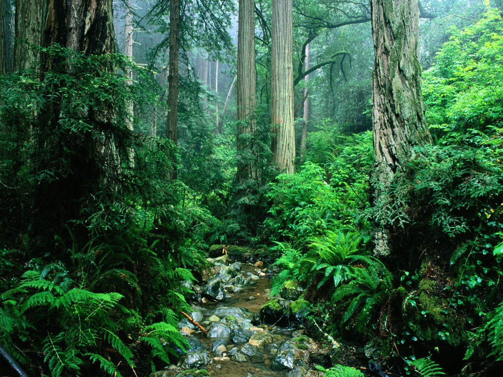 Amazon Rainforest New HD Desktop Wallpapers