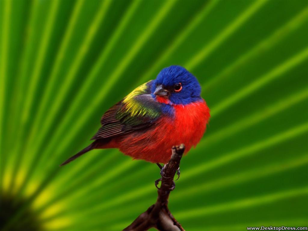 Desktop Wallpapers » Animals Backgrounds » Everglades National