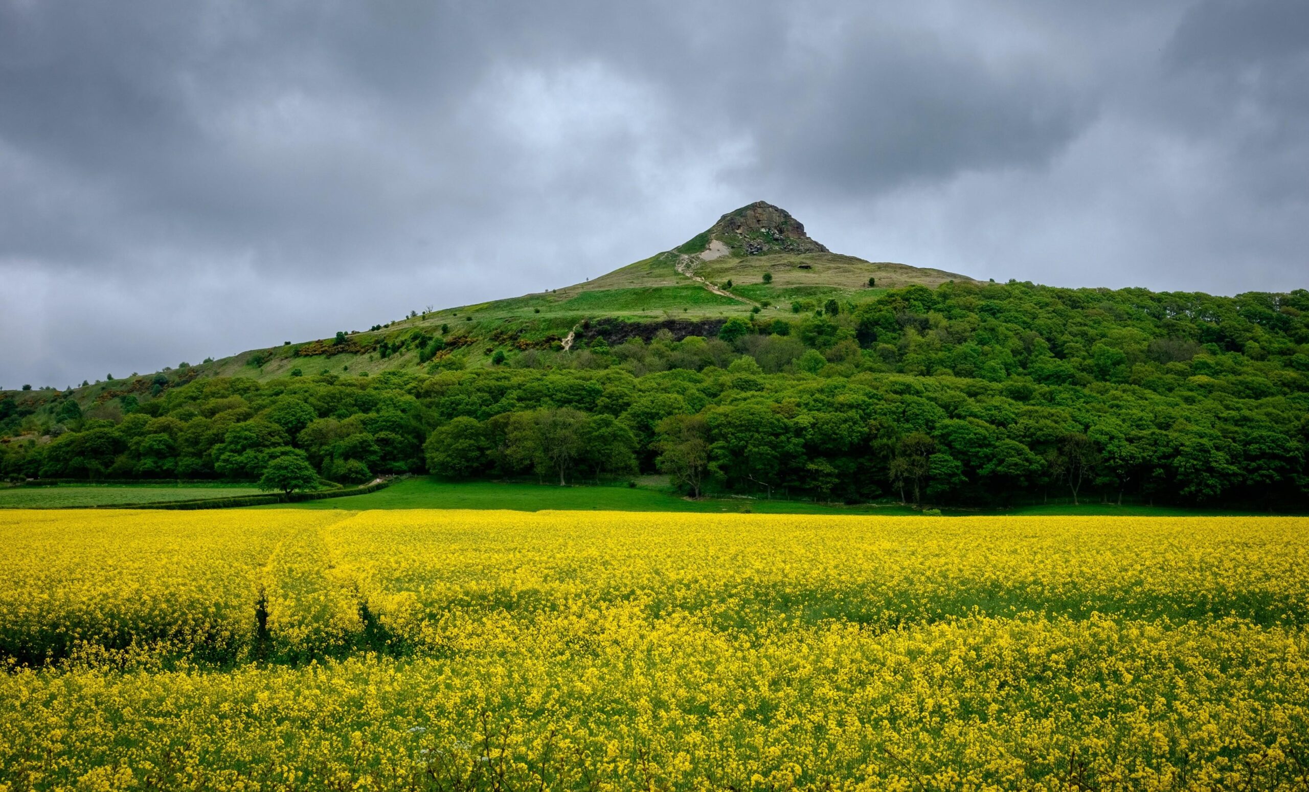 Download Field, Land, Forest, Hill Wallpapers