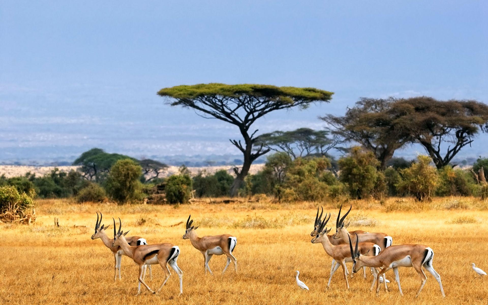 African Safari Wallpapers