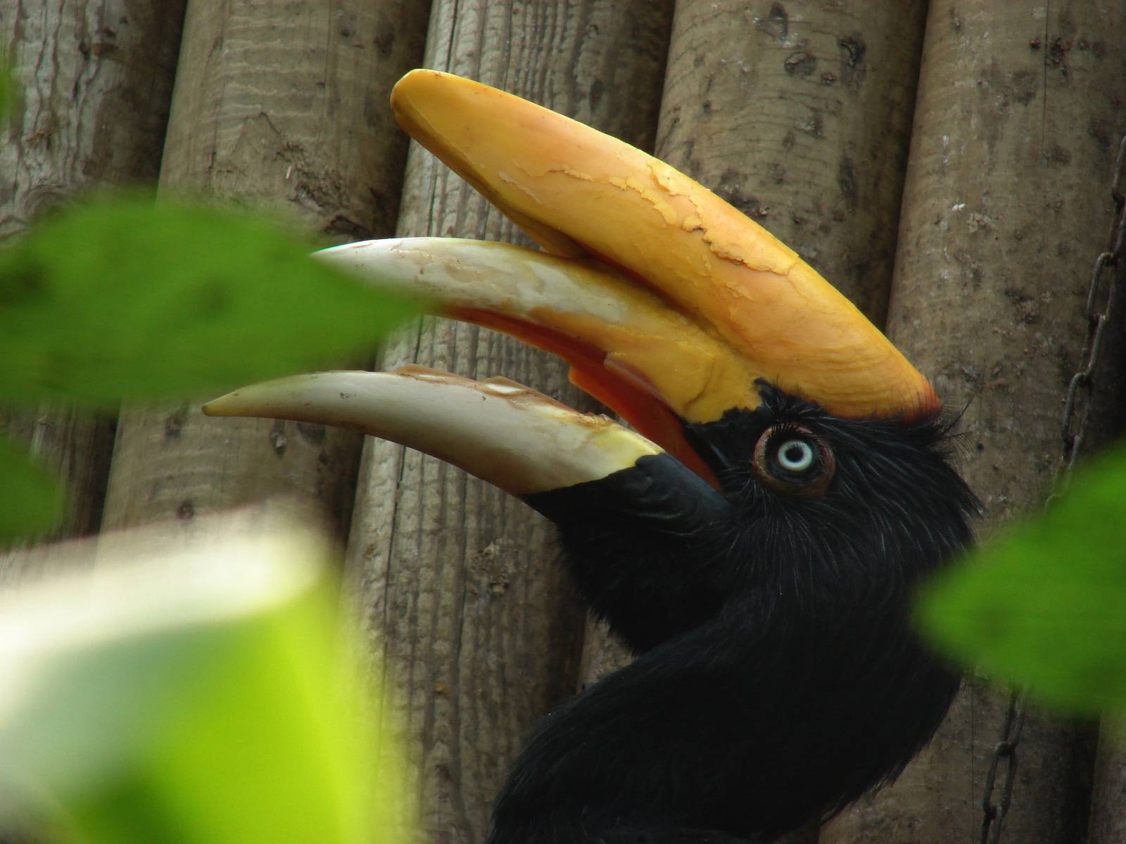 Java rhinoceros hornbill