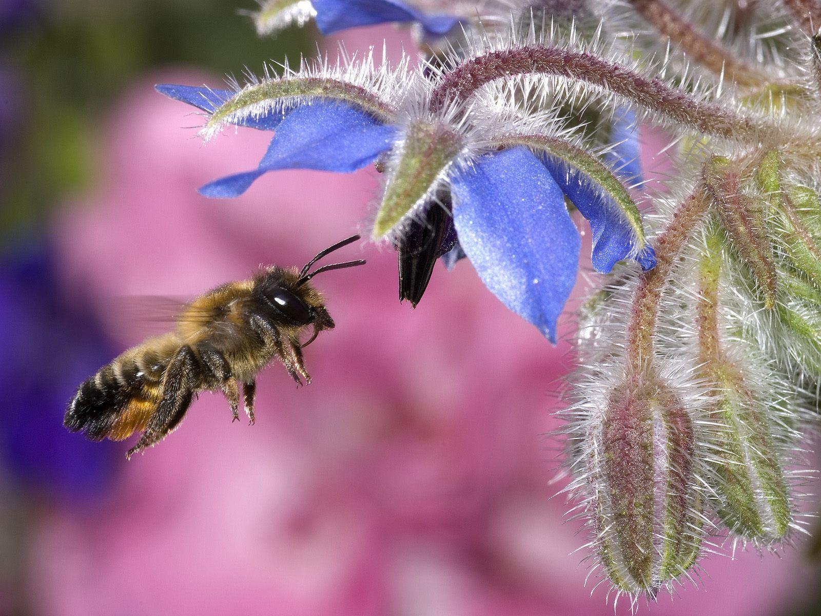 Hovering Honey Bee Wallpapers