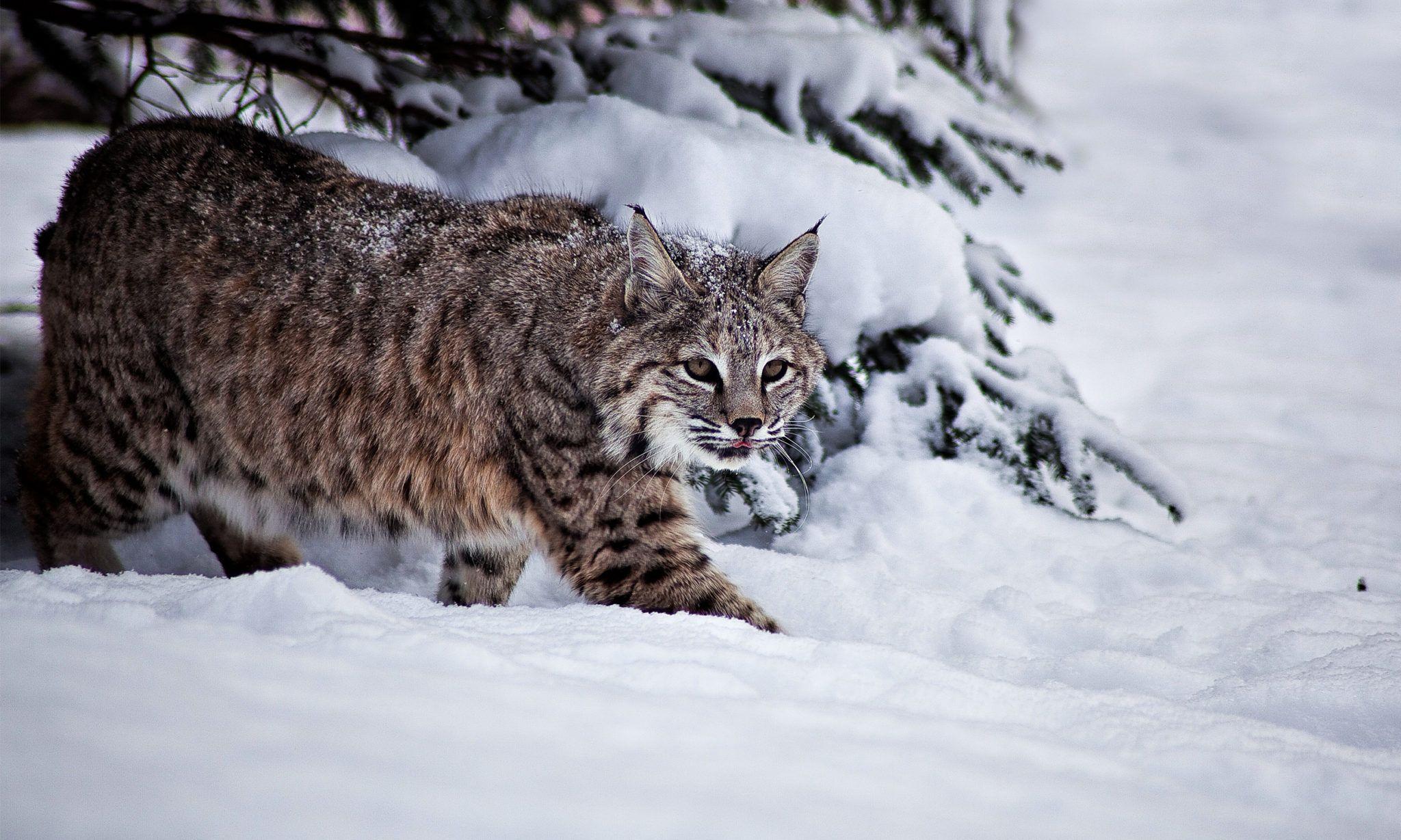 Bobcat Basic Facts and HD Wallpapers by eBuzzap