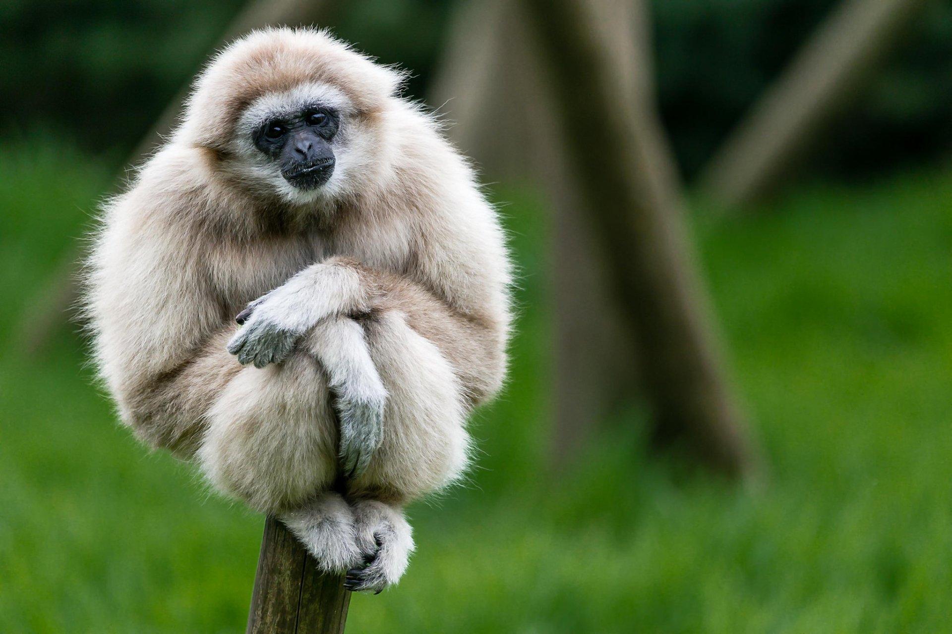 4 Gibbon HD Wallpapers