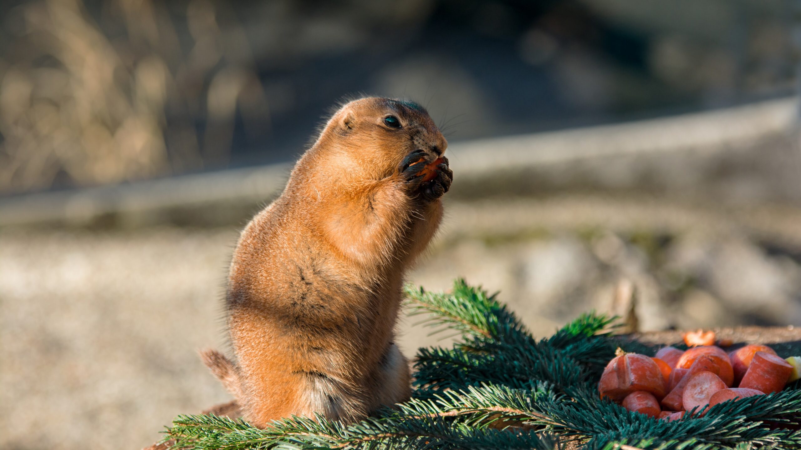 Wallpapers Cute gopher eat carrots UHD 4K Picture