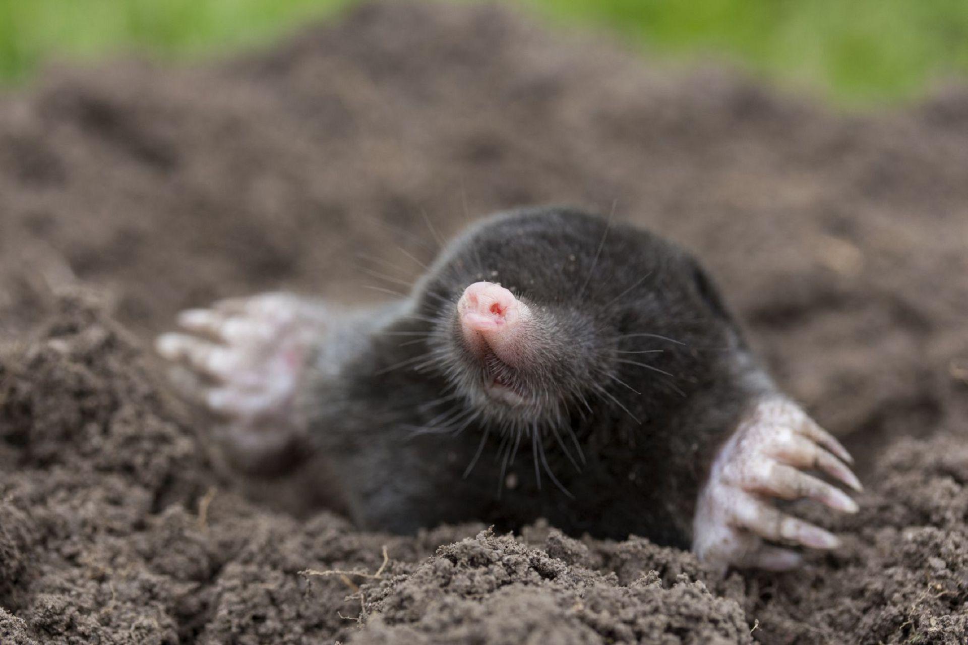 Mole Free HD Wallpapers Image Backgrounds