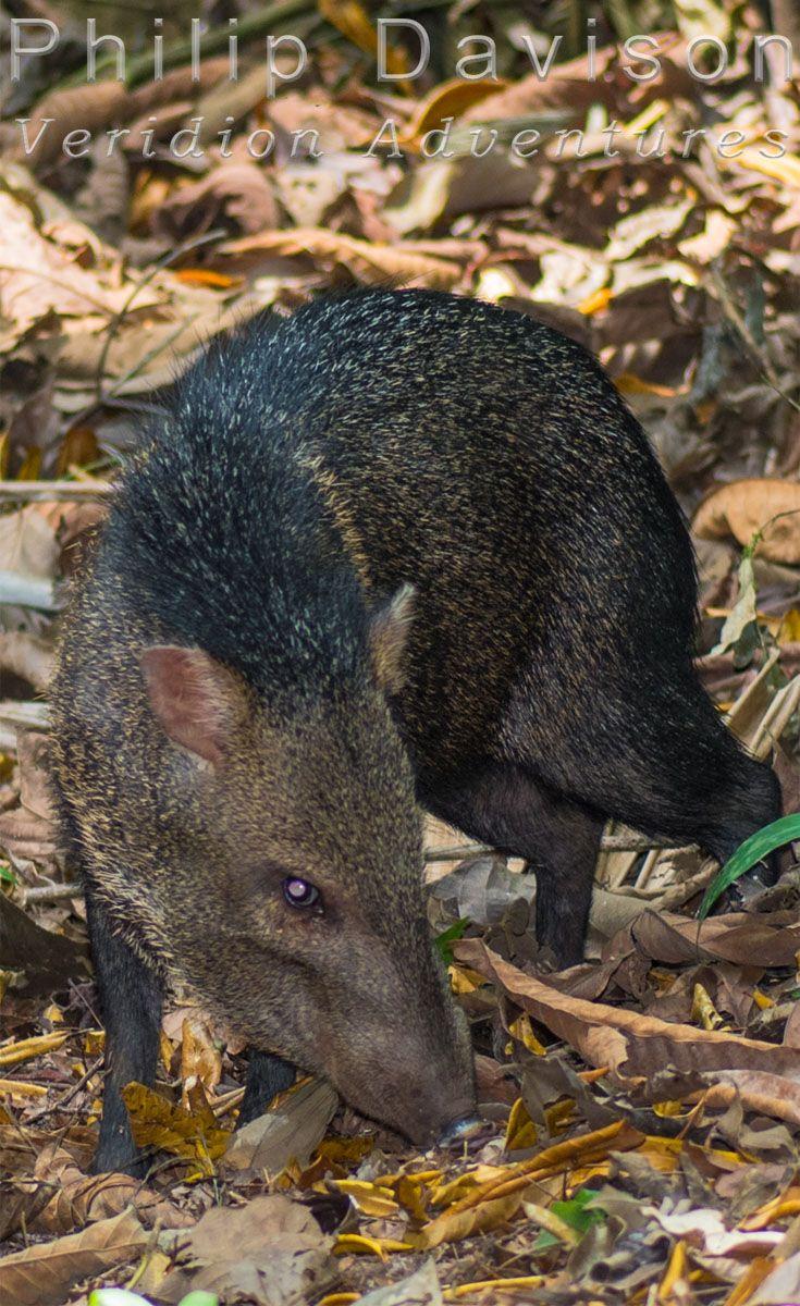 Collared Peccary,