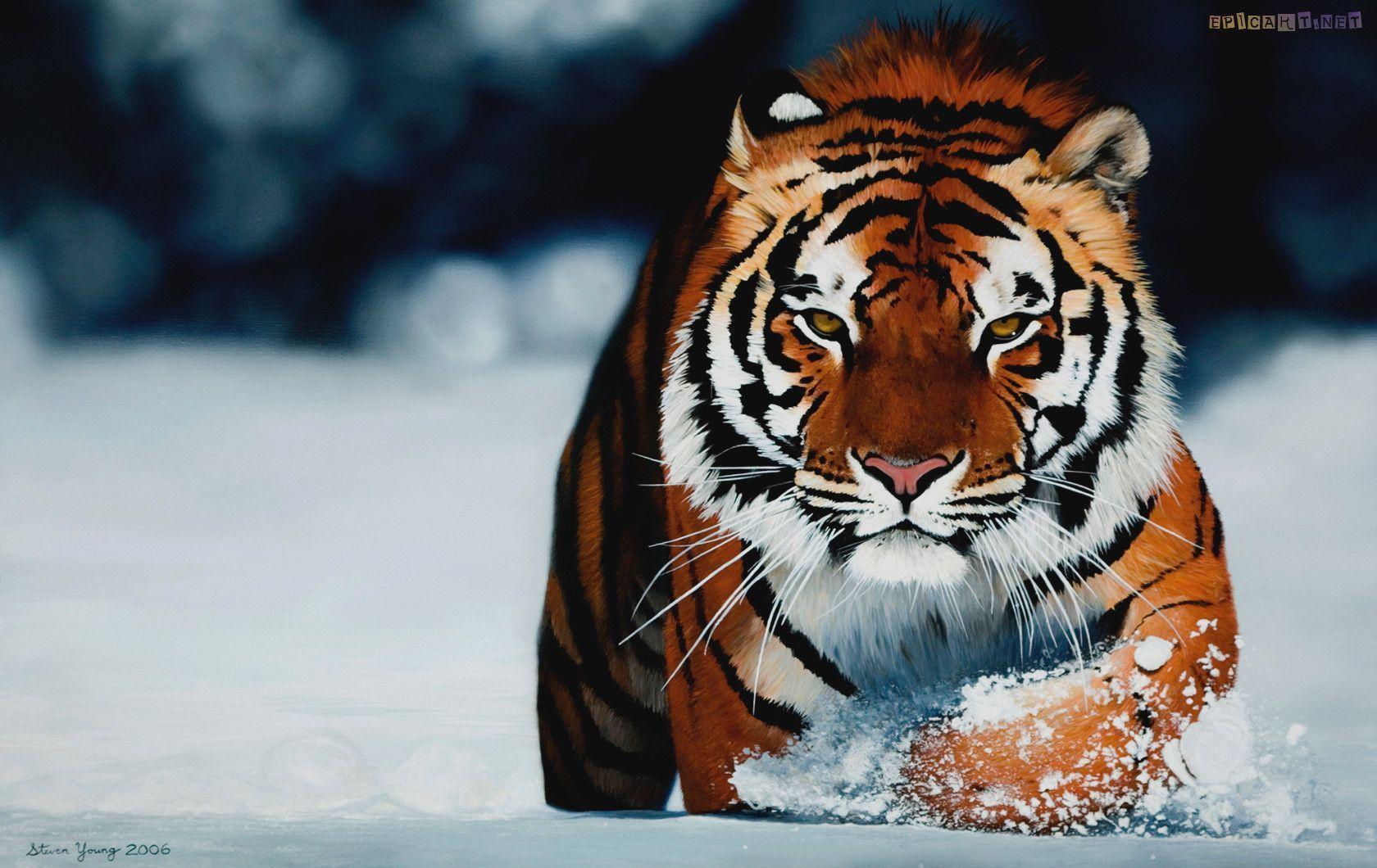 Tiger Wallpapers