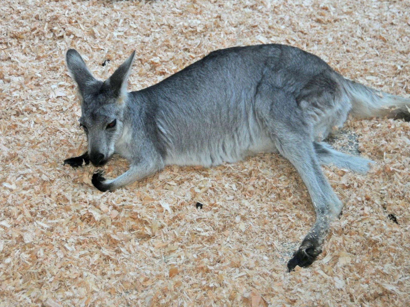 Best 57+ Wallaroo Wallpapers on HipWallpapers