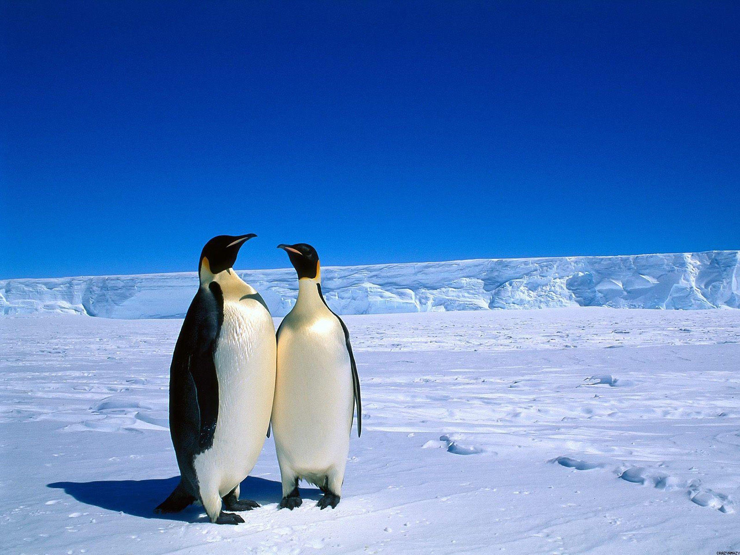 27 Emperor Penguin HD Wallpapers