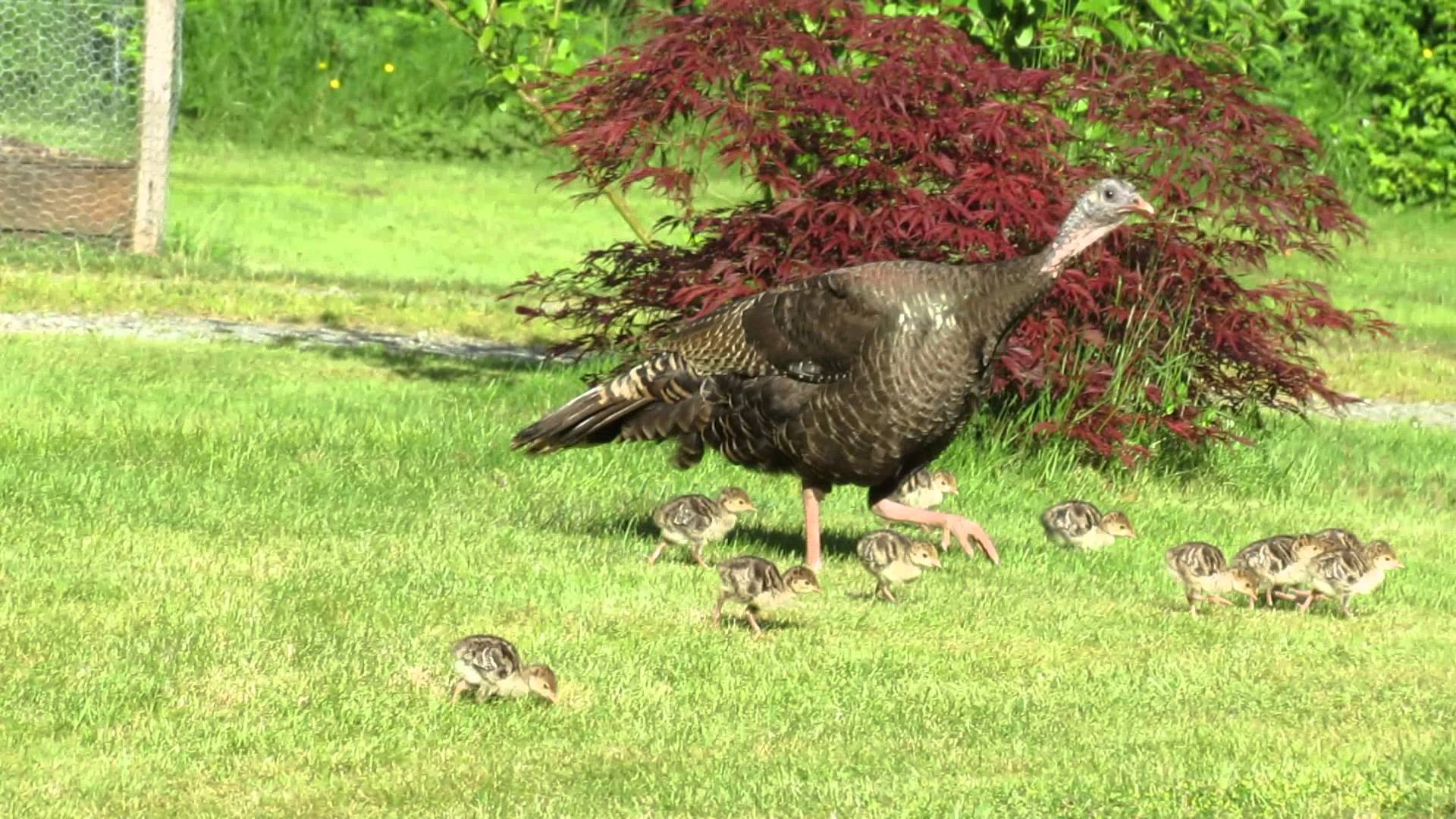 Turkey Bird Desktop Wallpapers