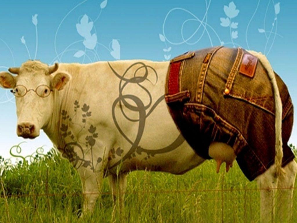 Wallpapers For > Funny Cow Wallpapers