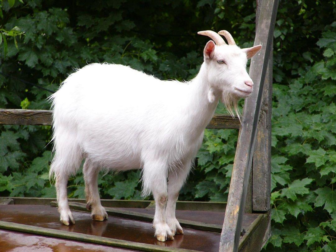 Download Goats Hd Wallpapers