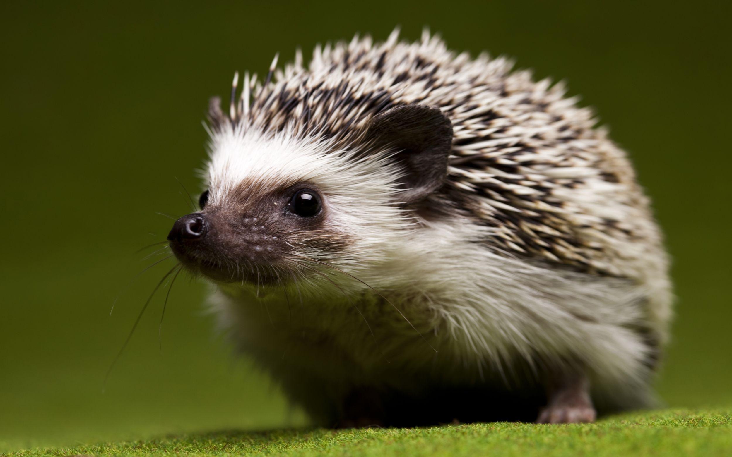 Of The Day: Hedgehog – Hedgehog Backgrounds for desktop