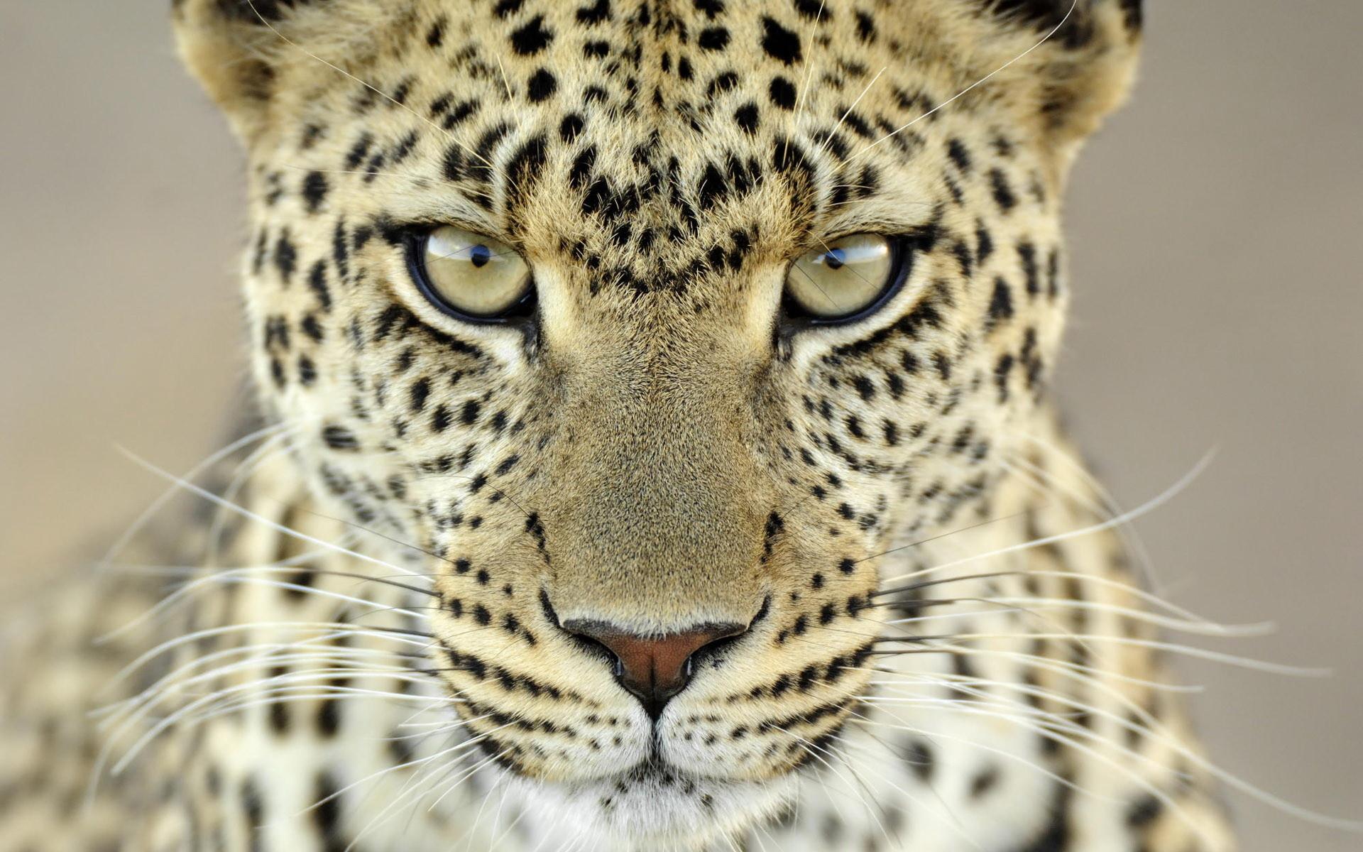 Leopard Wallpapers