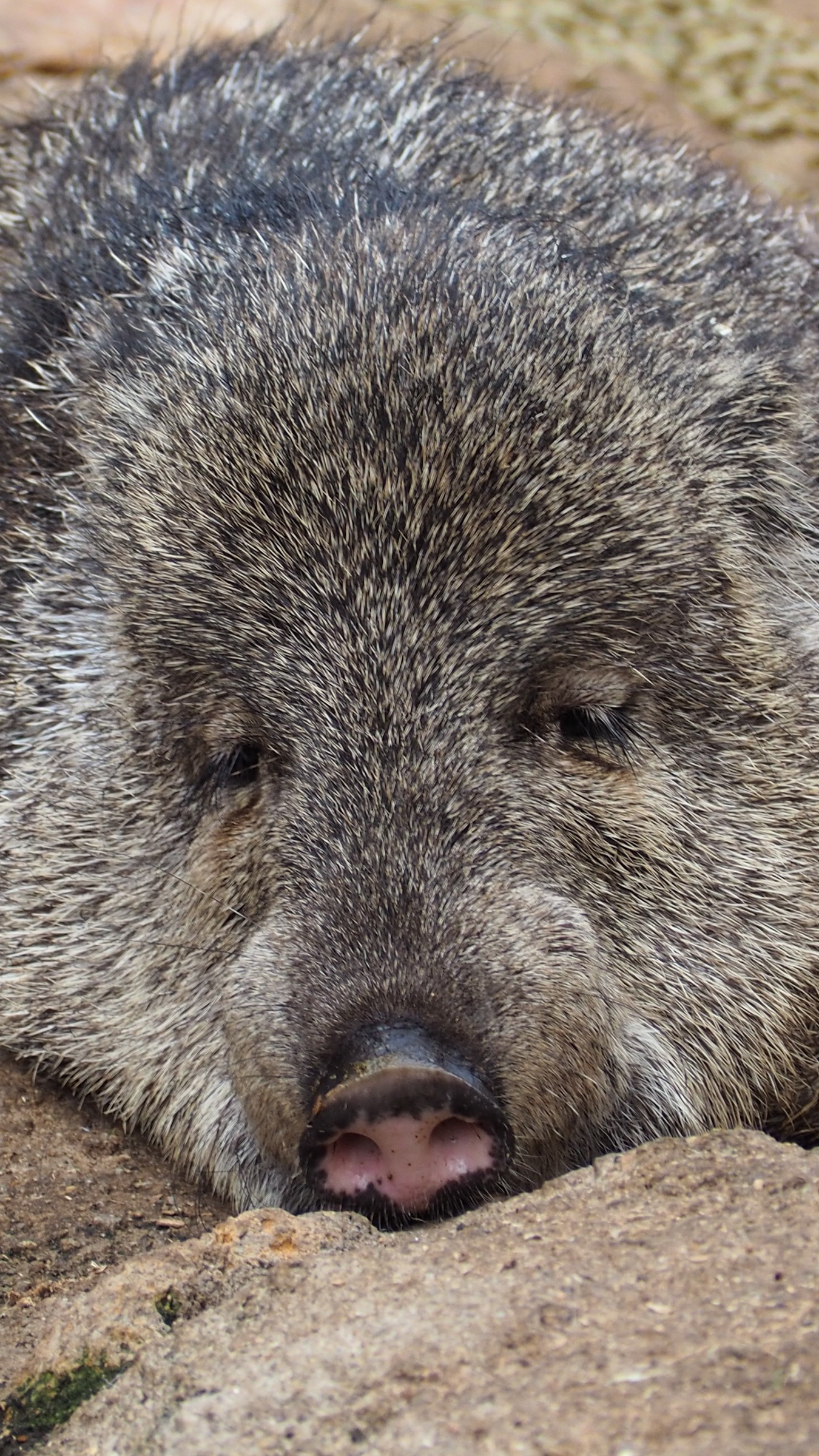 Download wallpapers collared peccary, pecari, pig