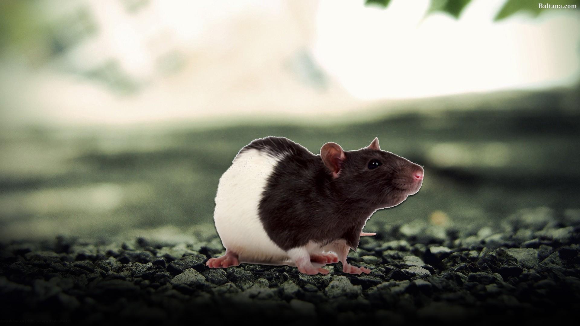 Rat Wallpapers HD Backgrounds, Image, Pics, Photos Free Download