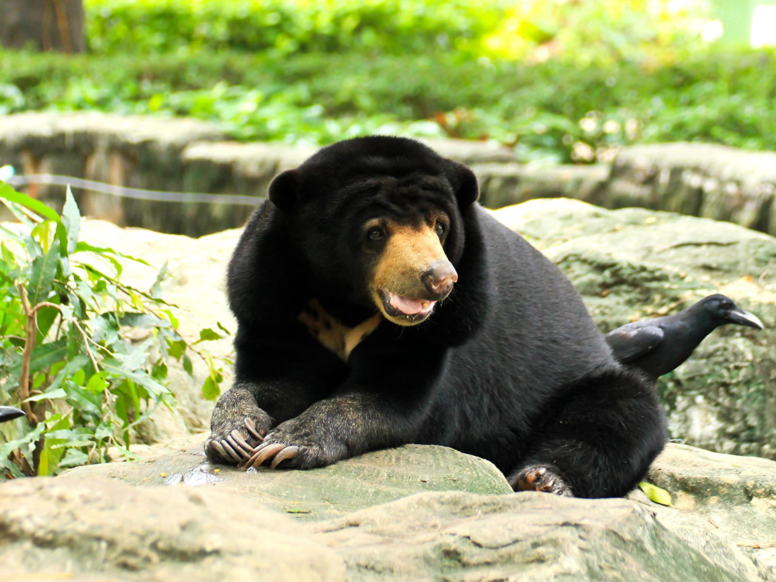 Image Bears Malayan sun bears Glance Animals