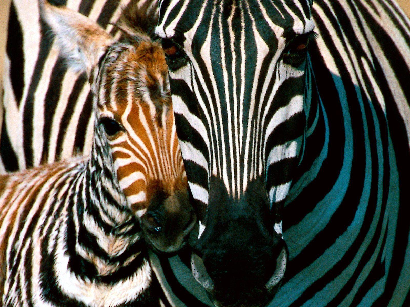 Download HD Desktop Wallpapers Zebras Wallpapers Hd Zebra Wallpapers