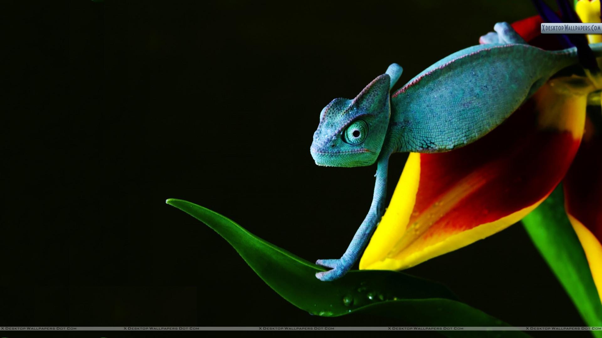 Chameleon in Blue Wallpapers