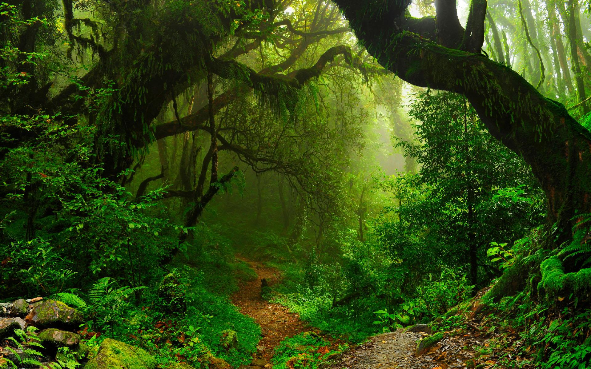 Amazon Rainforest Photos