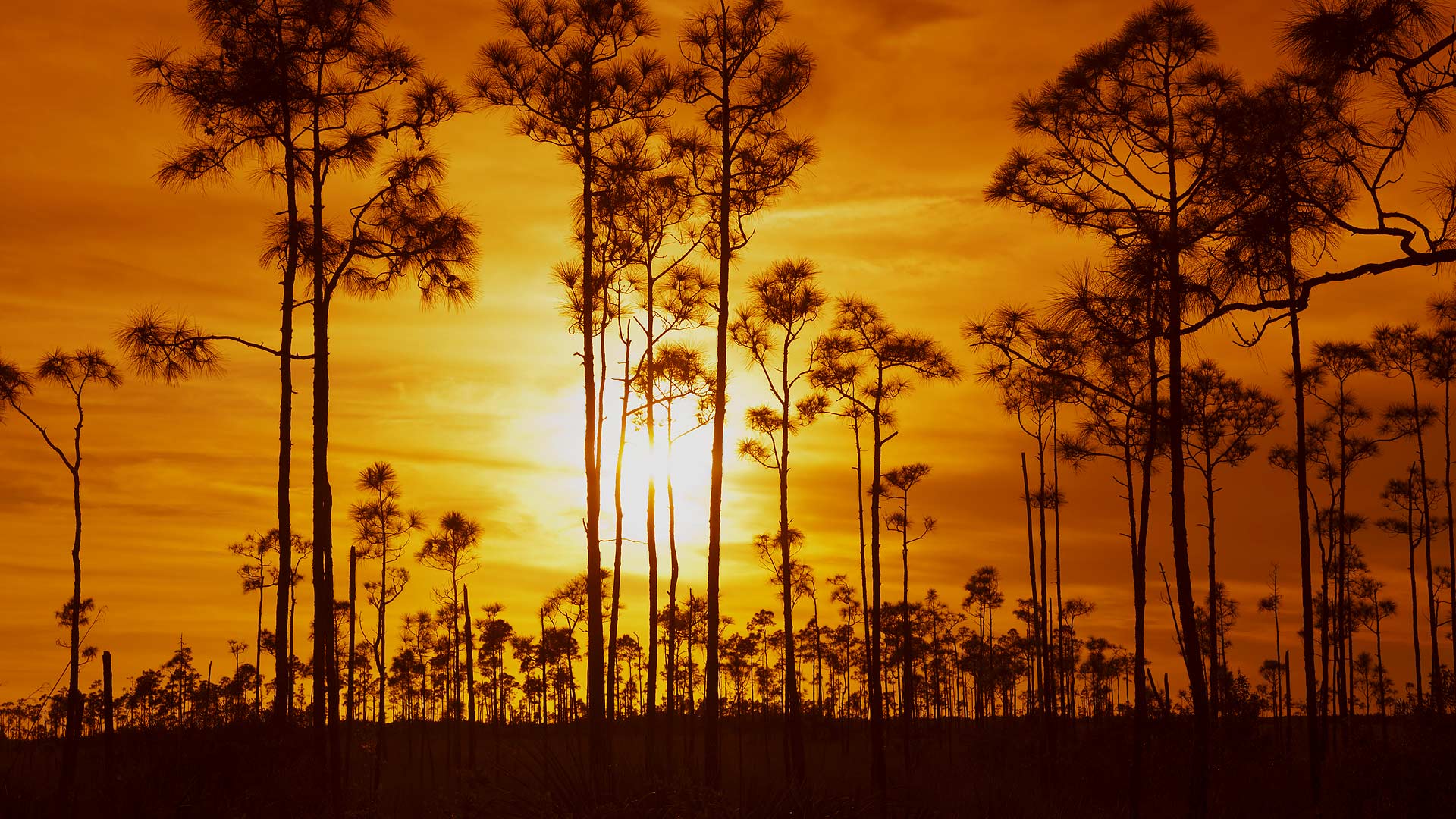 Sunset at Everglades National Park in Florida Full HD Wallpapers