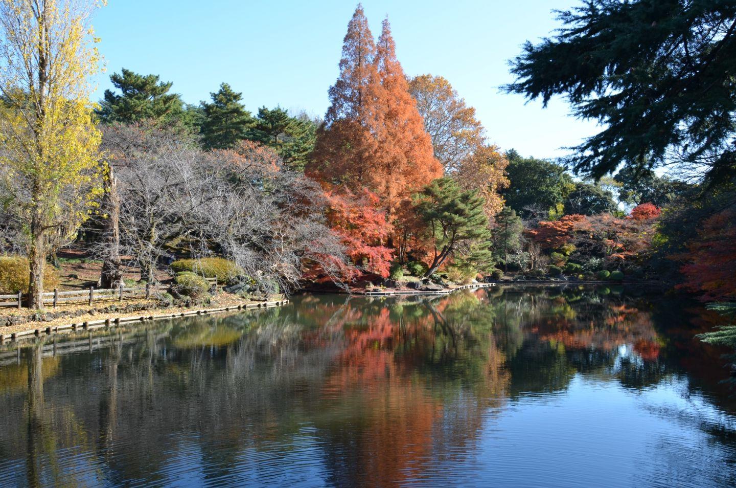 Shinjuku’s Fall Scenery