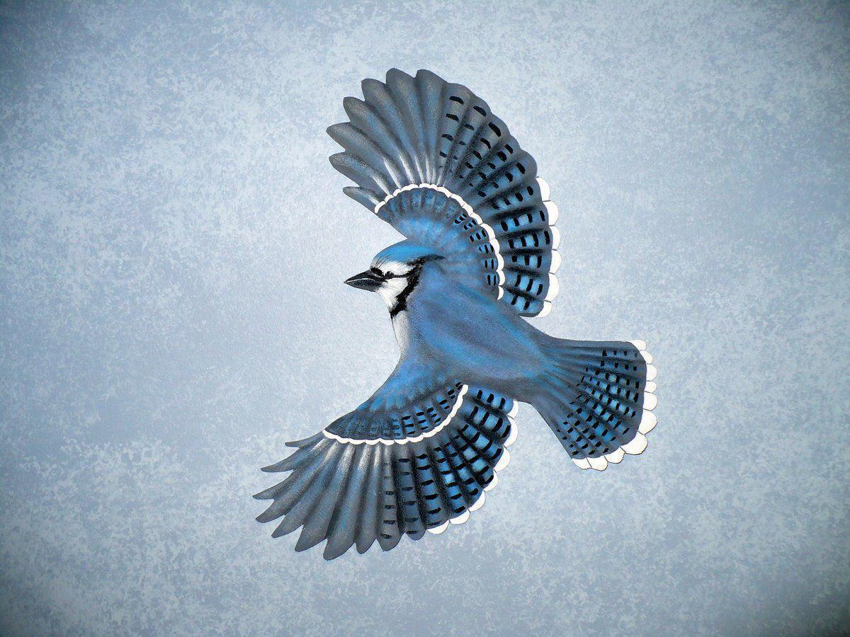 Love U Wallpapers: blue jay backgrounds