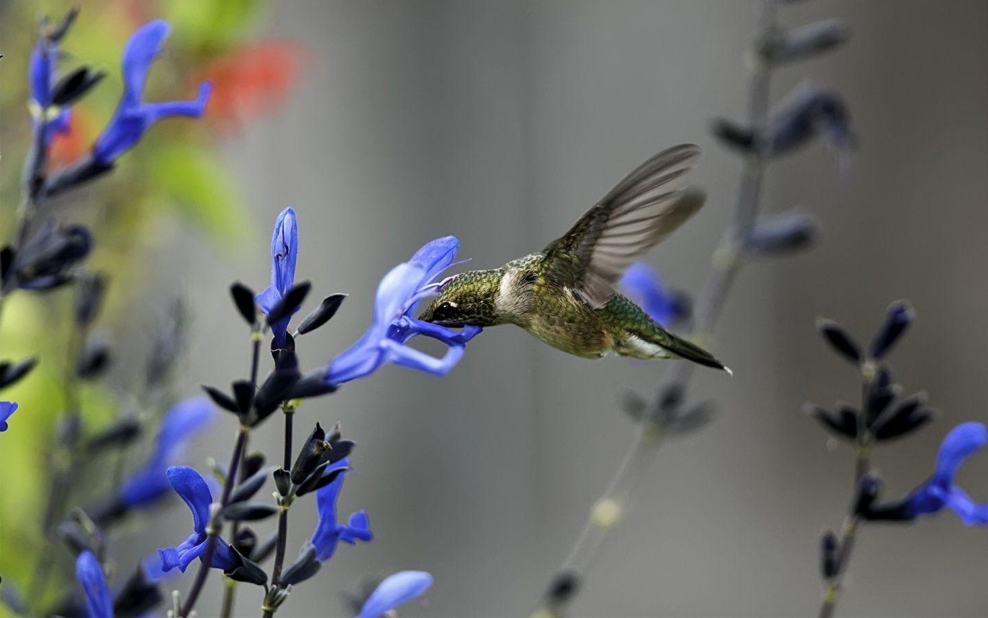 Hummingbird flower Wallpapers