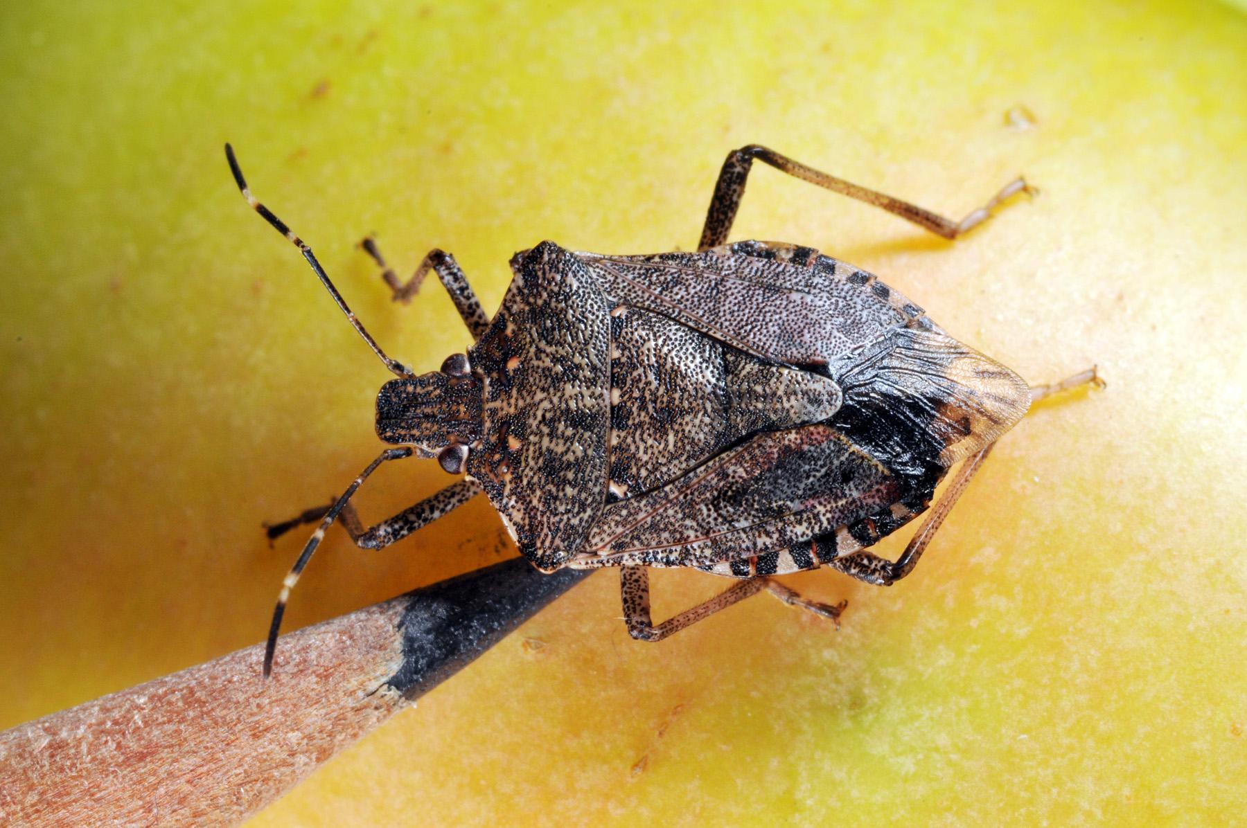 Stink Bugs Control and Extermination by Planet Orange