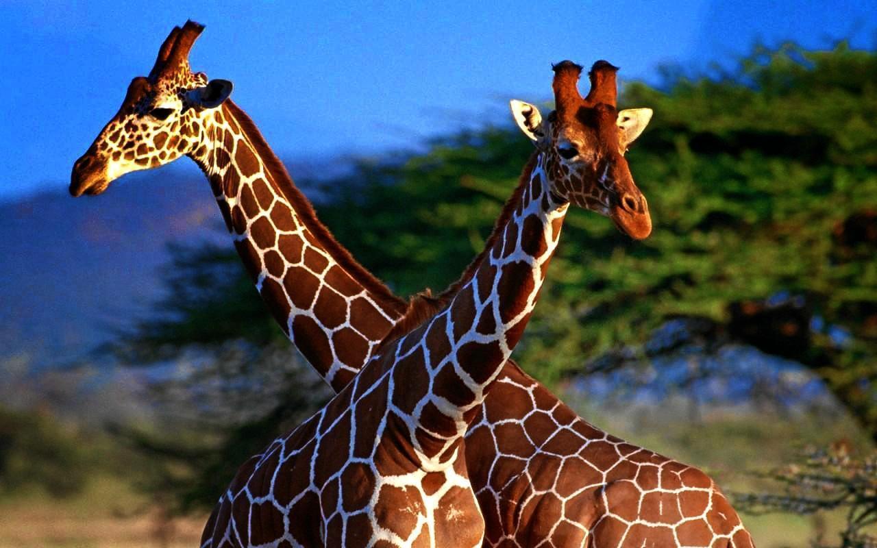 Giraffe HD Wallpapers