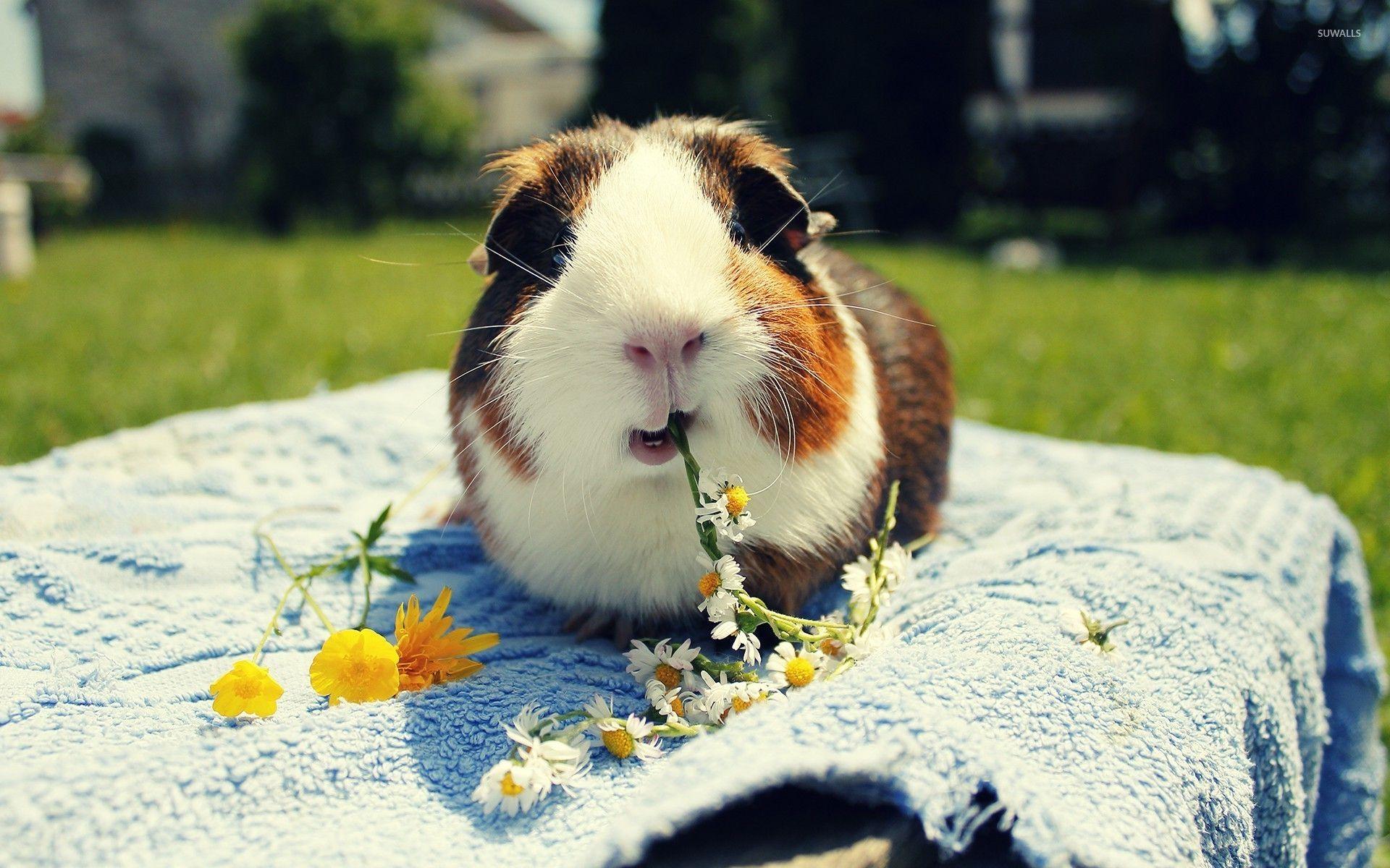 Guinea pigs wallpapers