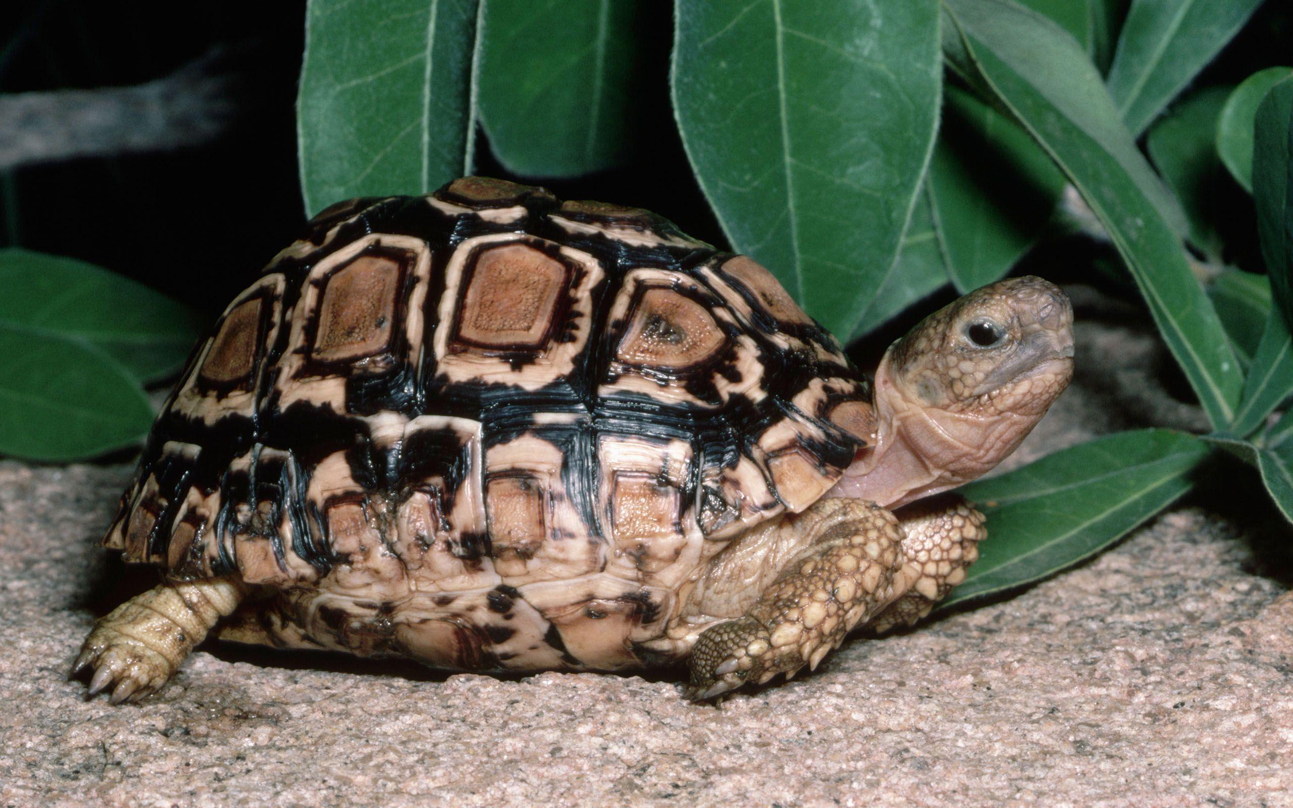 2 Leopard Tortoise HD Wallpapers