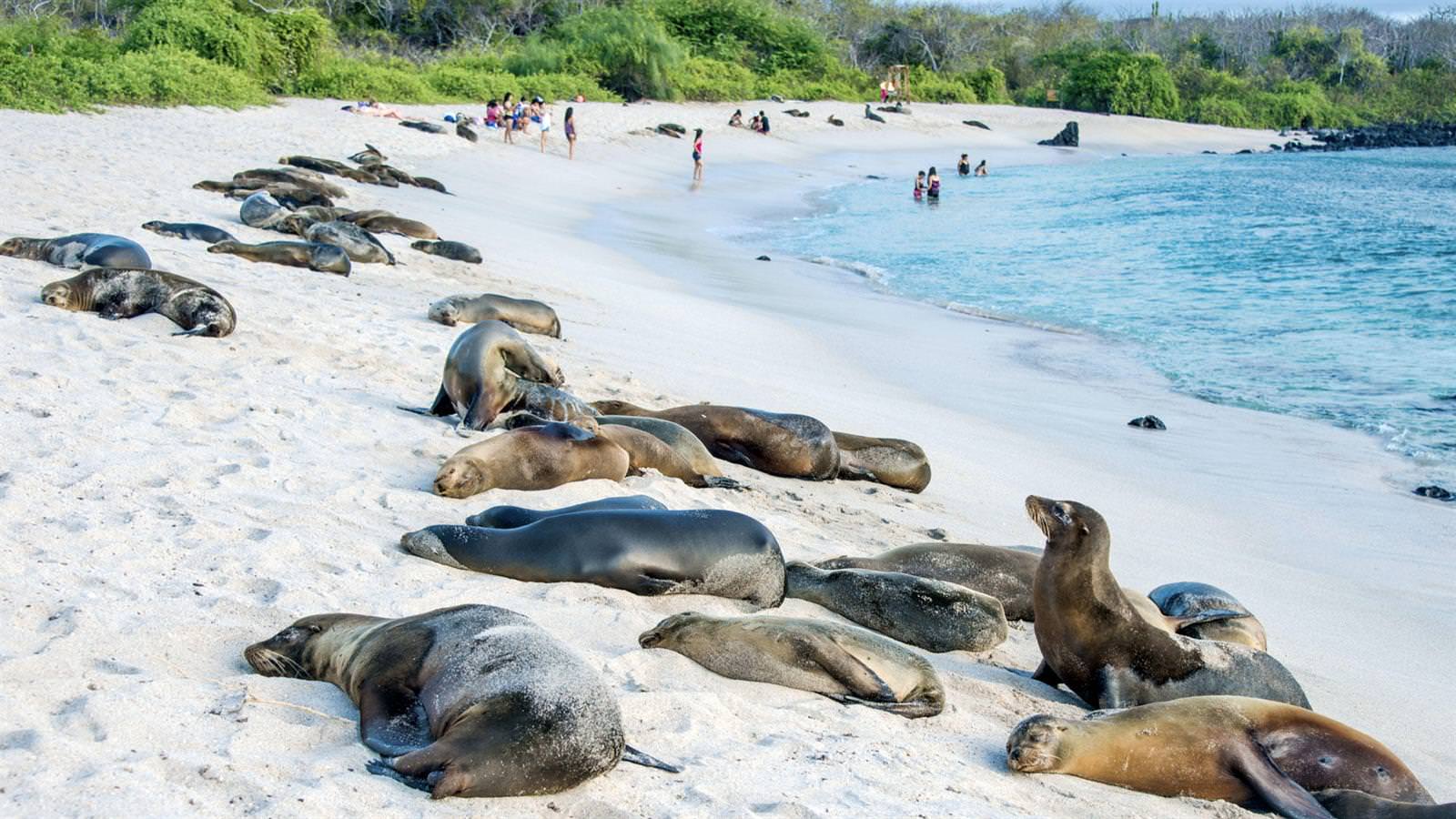 Cruise In The Galapagos Islands : July 8 – 14, 2018