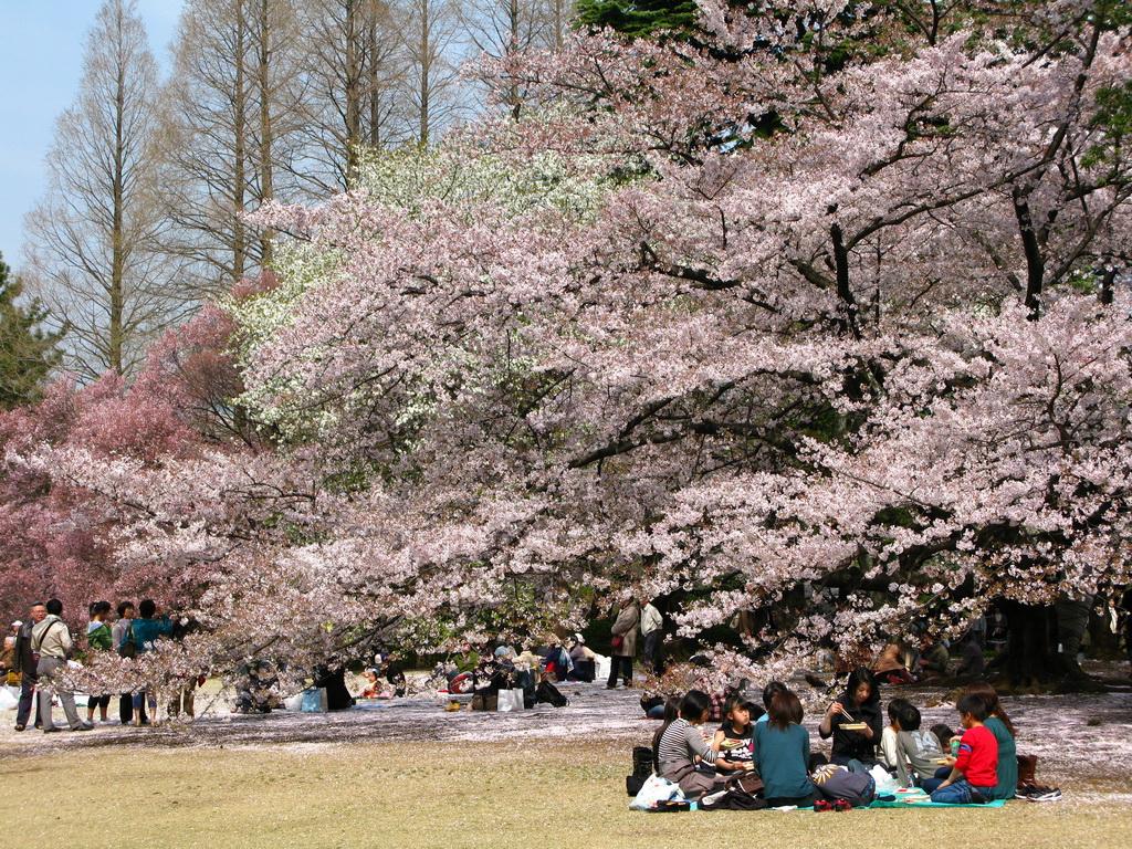 Cherry Blossoms