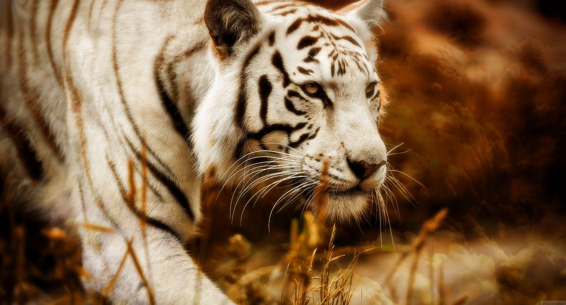 1460637 Free screensaver white tiger