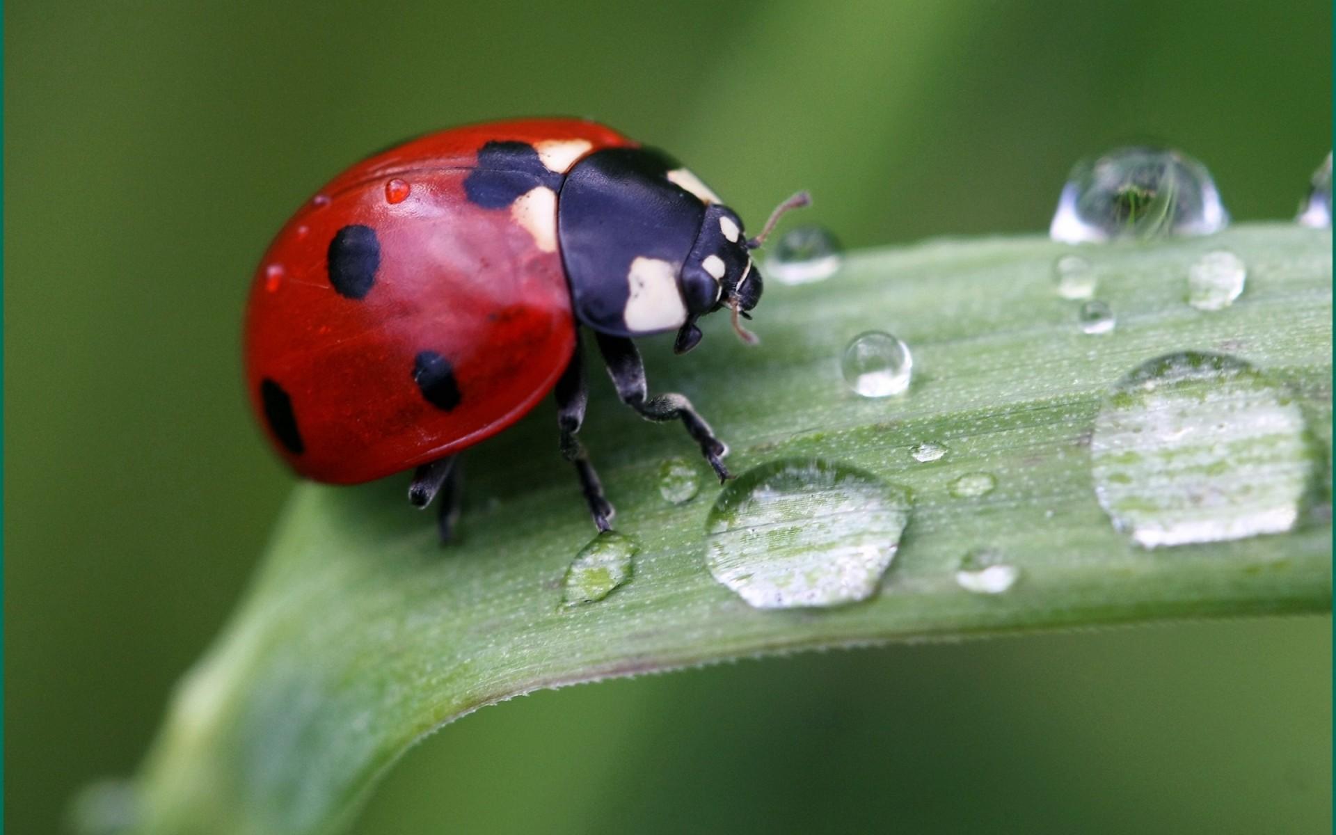 Cute Ladybird. Android wallpapers for free