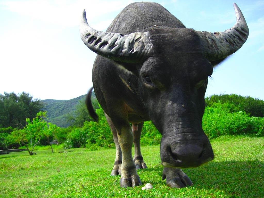 Free Water Buffalo Wallpapers download