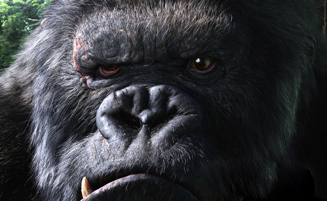 106 Gorilla HD Wallpapers