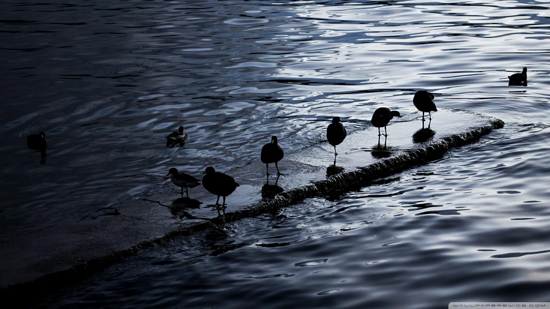 Birds. Lake Titicaca, Bolivia HD ❤ 4K HD Desktop Wallpapers for 4K