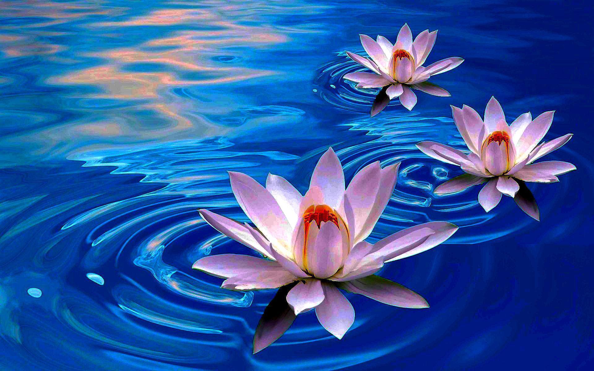 Lotus Flowers Hd Wallpapers