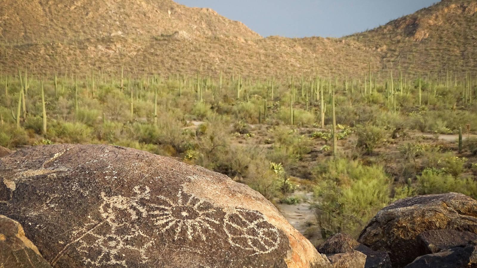 What Happens When the Saguaros Disappear? · National Parks