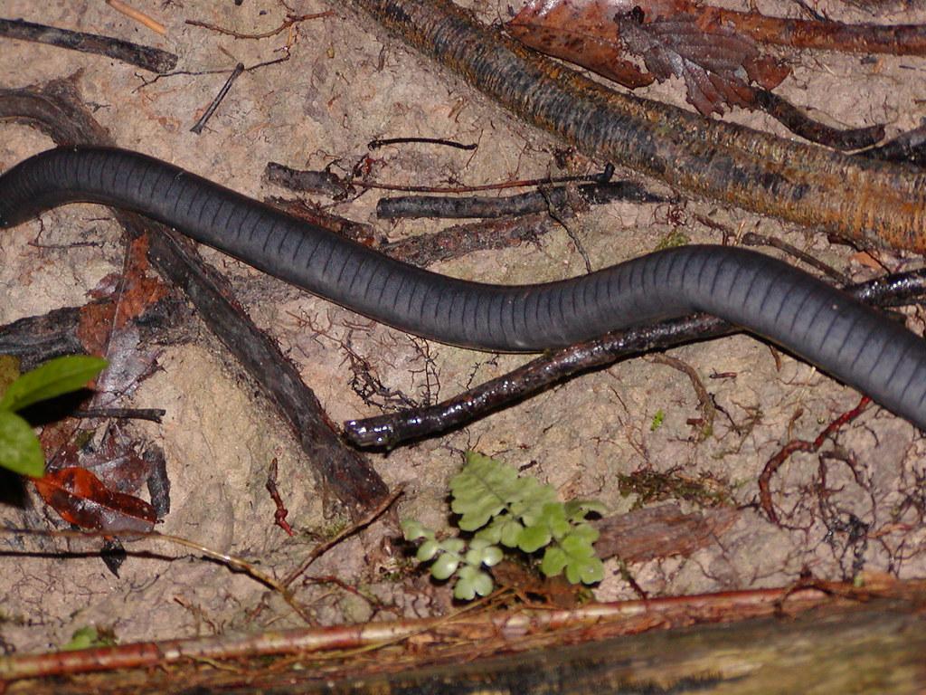 Ringed Caecilian