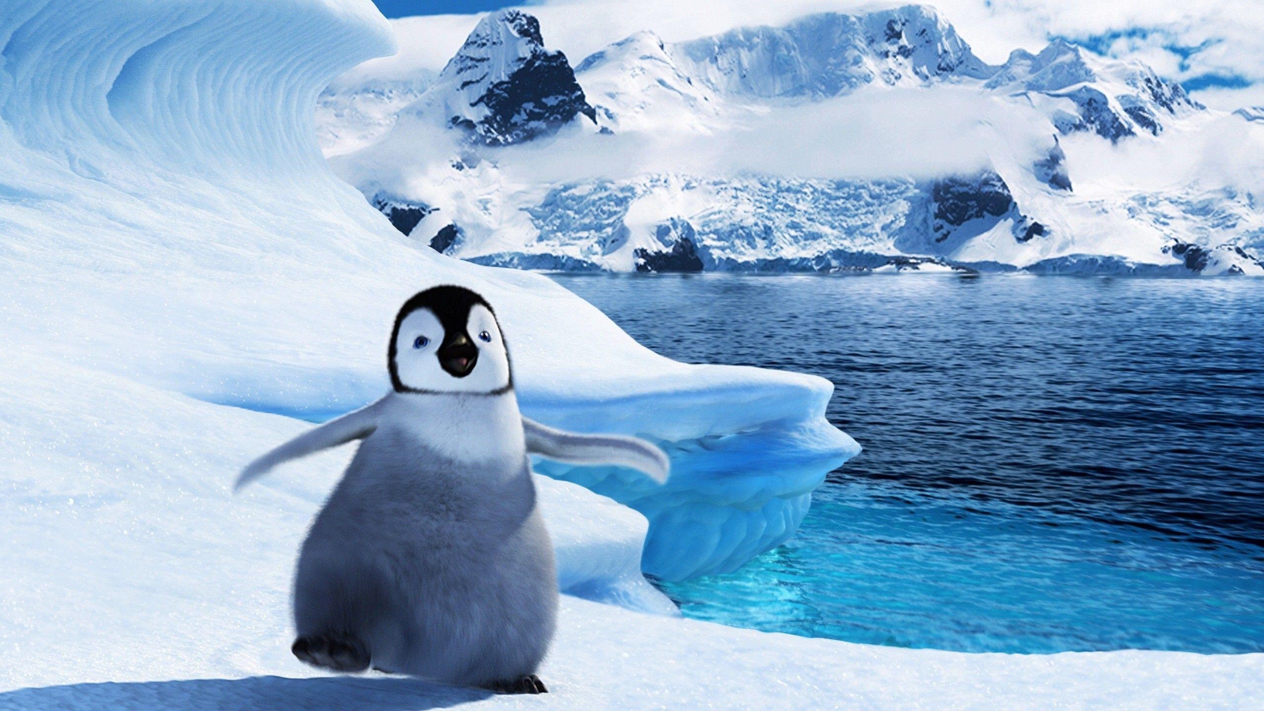 Baby Penguin Wallpapers