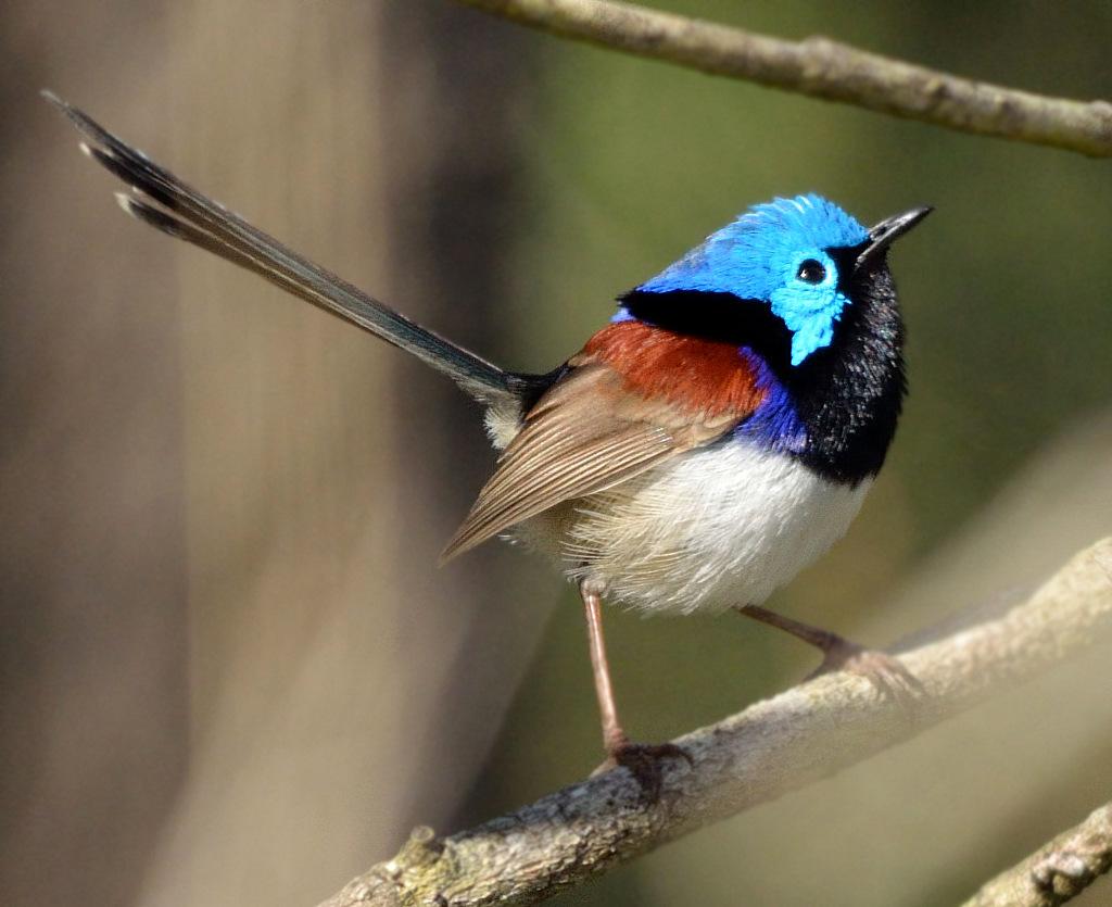 Variegated fairywren