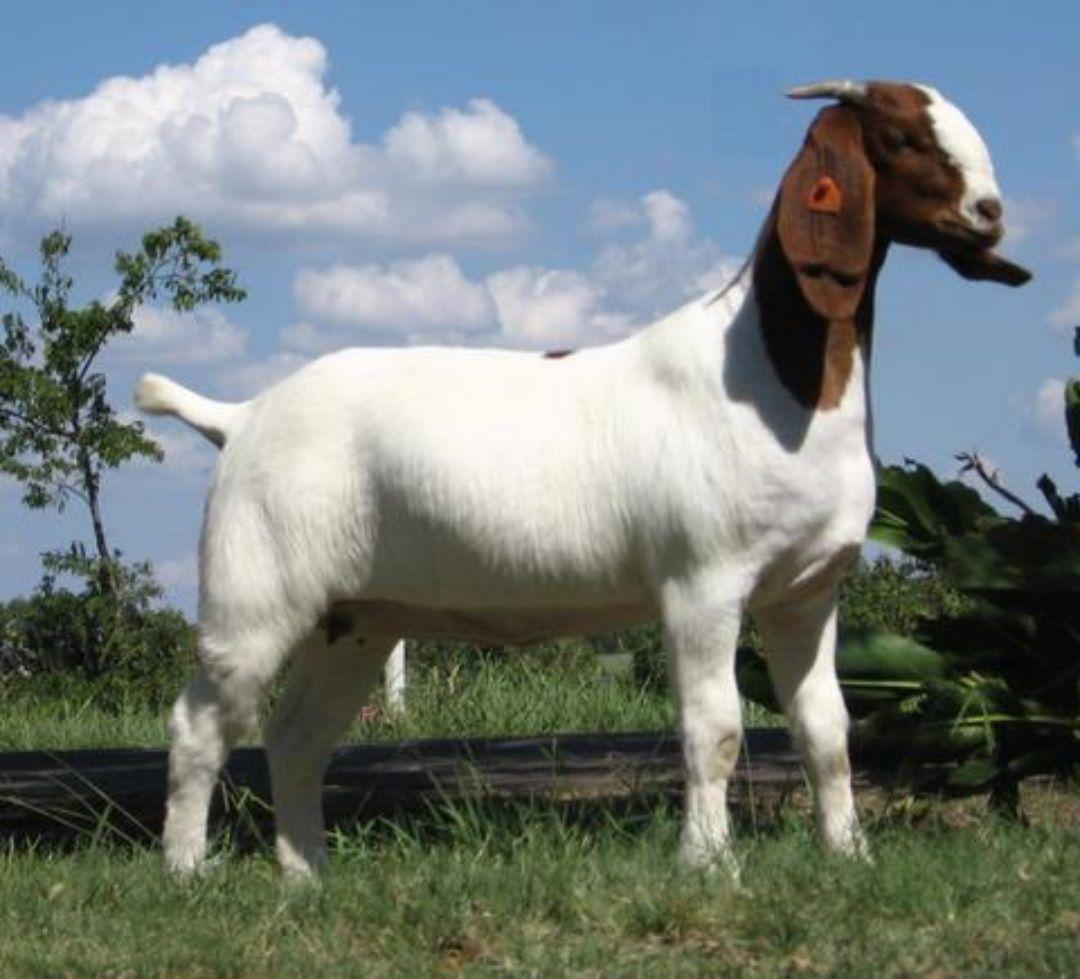 New Goat