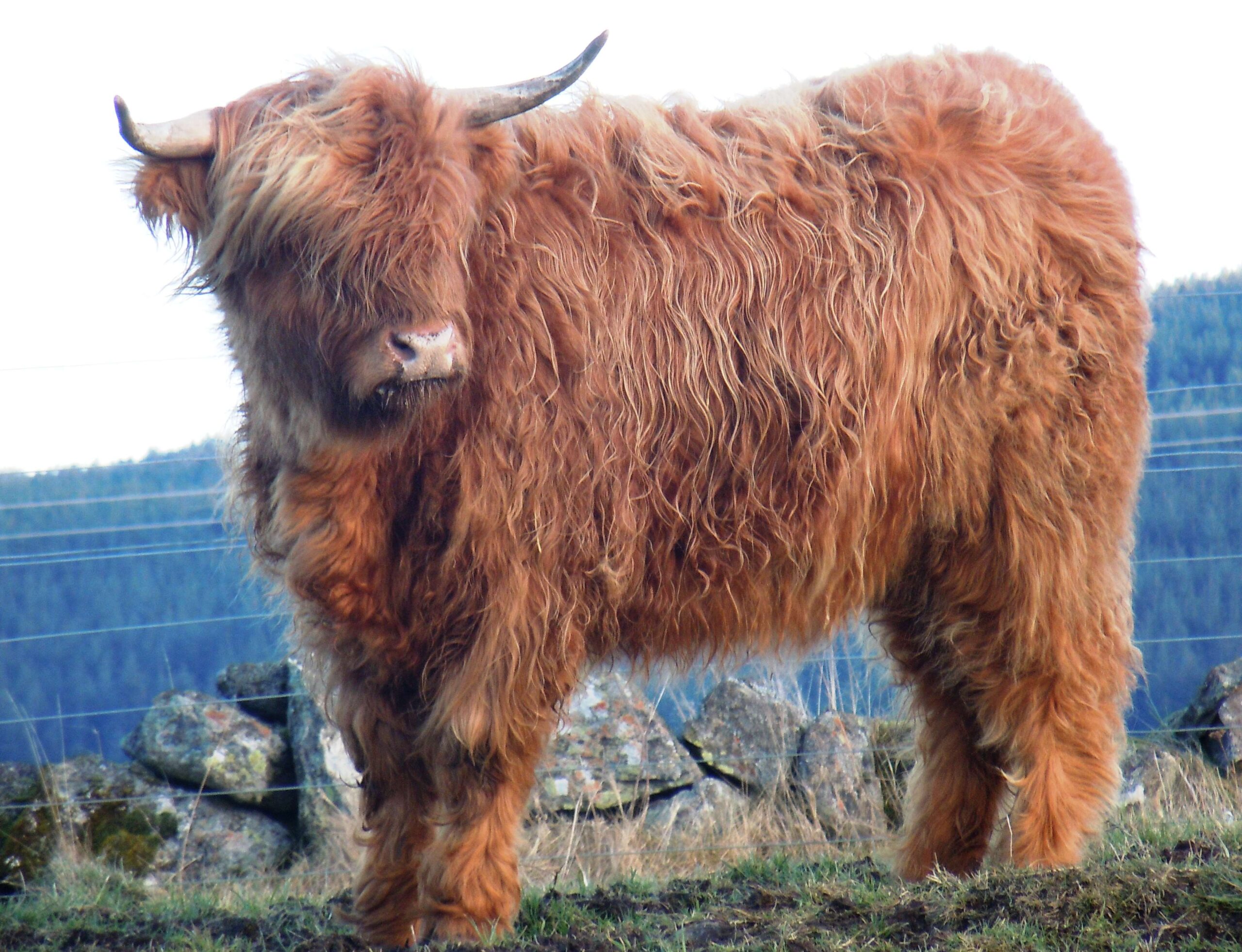 3069005 highland cattle wallpapers and backgrounds